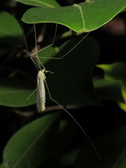 Nephrotoma macrocera