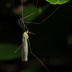 Nephrotoma macrocera