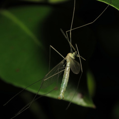 Nephrotoma macrocera