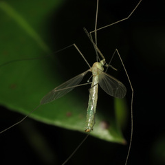 Nephrotoma macrocera