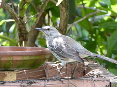 Mimus gundlachii