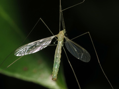 Nephrotoma macrocera