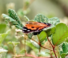 Vanessa tameamea