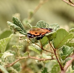 Vanessa tameamea