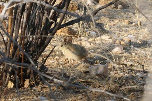 Bushveld Sengi