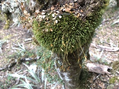 Leptostomum inclinans