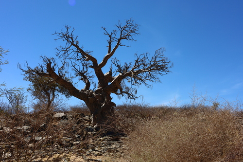 Image of Moringa ovalifolia by (c) Dr. Thomas Dörner, some rights reserved (CC BY-SA)
