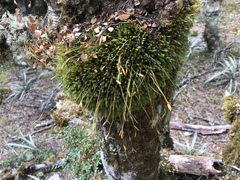 Leptostomum inclinans