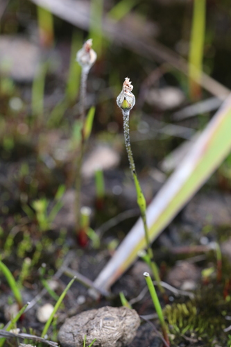 Tribonanthes australis (Tribonanthes australis)