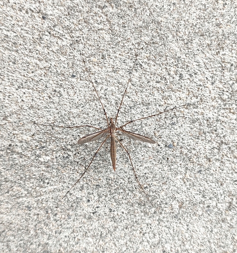 Kupusni komar (Tipula oleracea)