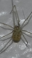 Spermophora senoculata