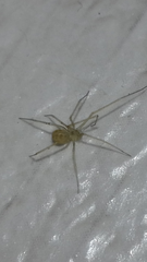 Spermophora senoculata