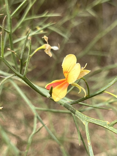 Jacksonia sternbergiana Hügel