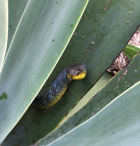 Common Tree Snake sighting