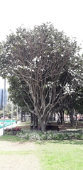 Ficus tonduzii