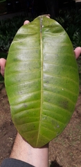 Ficus tonduzii