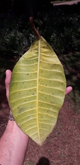 Ficus tonduzii