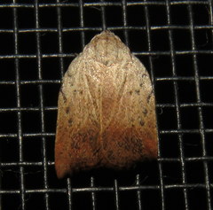 Tortricopsis pyroptis