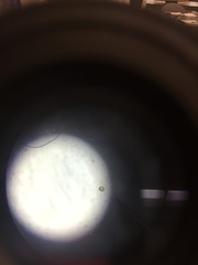 Micrasterias truncata