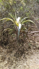 Tillandsia utriculata