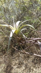 Tillandsia utriculata