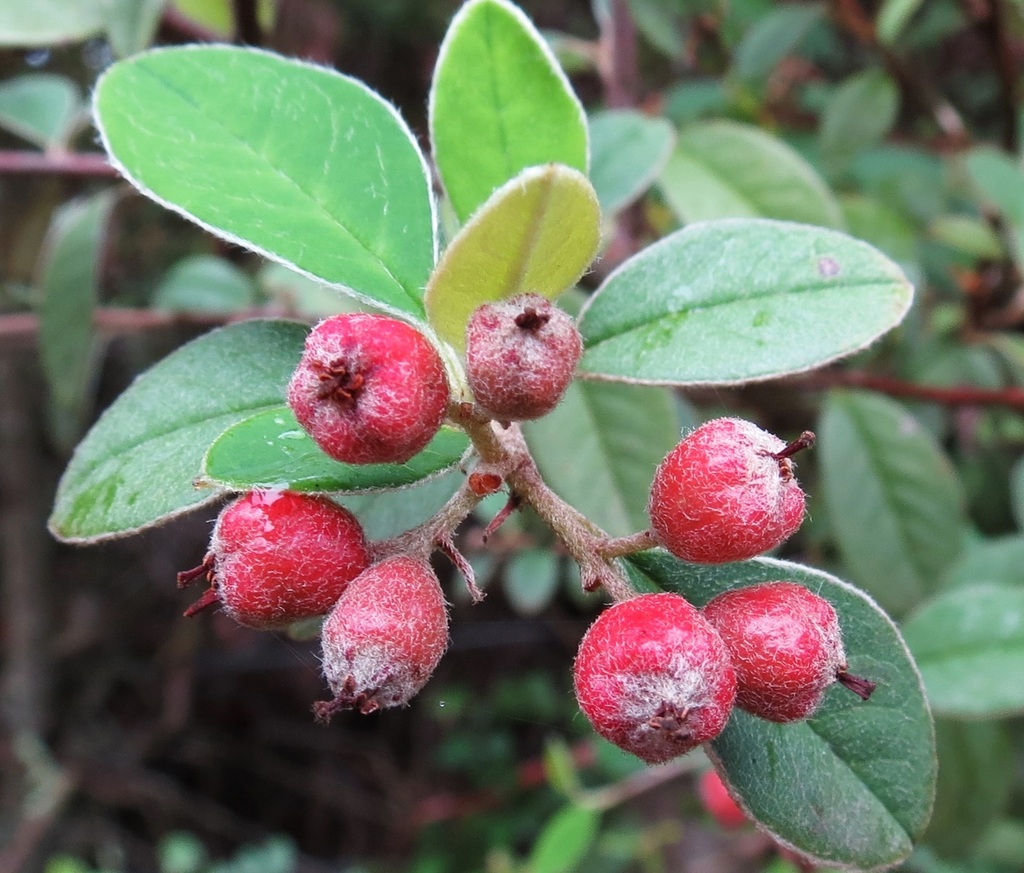 silverleaf cotoneaster from Portland NSW 2847, Australia on March 26 ...