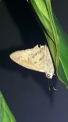 Astraptes