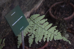 Triplophyllum dicksonioides