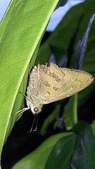 Astraptes