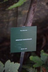 Adiantum tomentosum