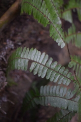 Adiantum tomentosum