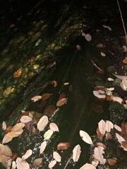 Charophyta
