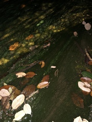 Charophyta