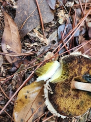 Boletellus ananas image