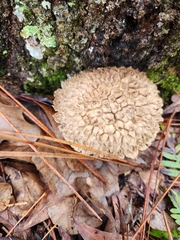 Boletellus ananas image