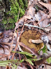 Boletellus ananas image