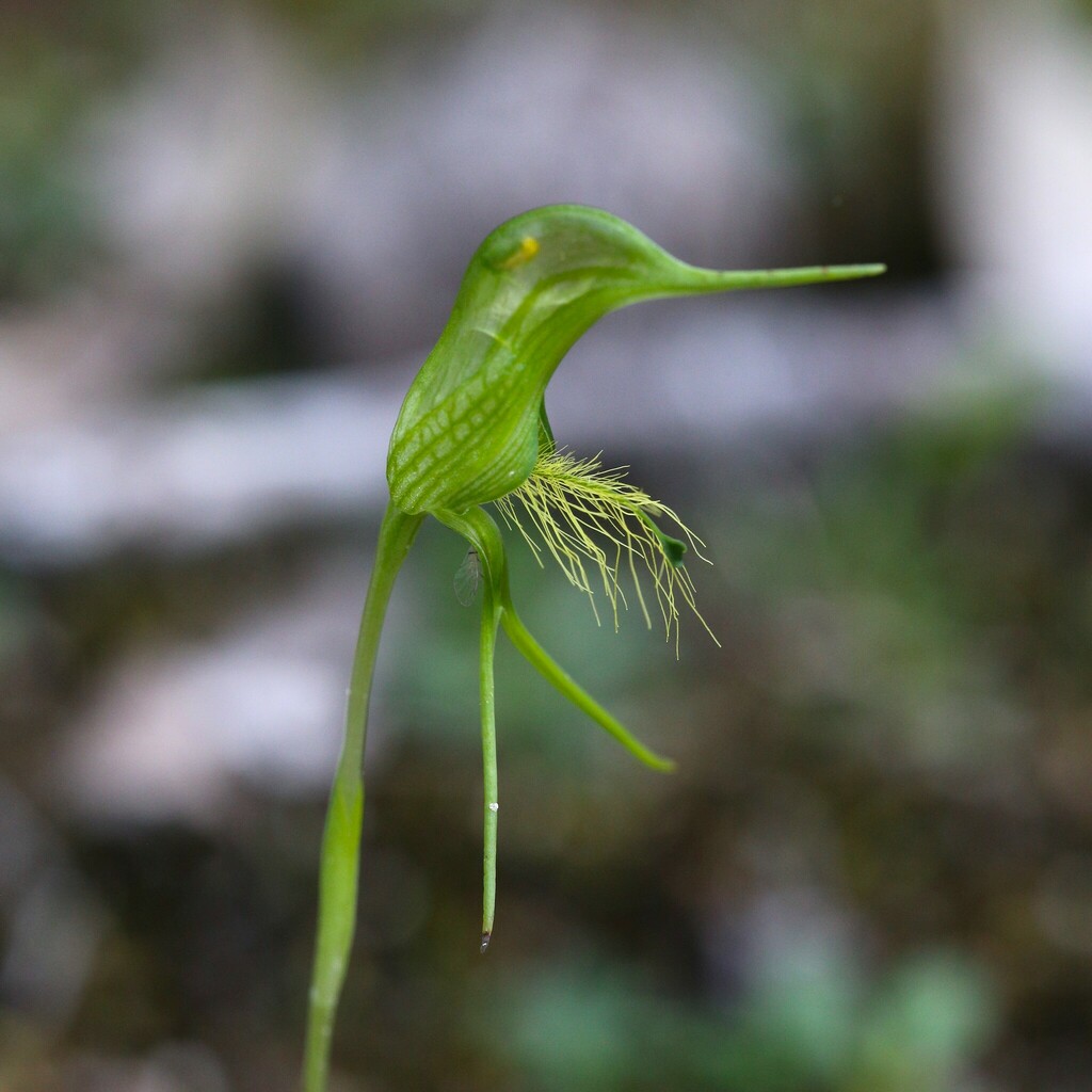 Pterostylis turfosa