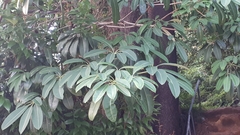 Alstonia