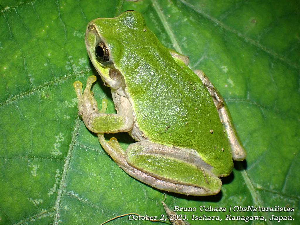 Japanese Tree Frog from Kamiya, Isehara, Kanagawa 259-1127, Japão on ...