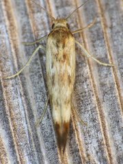 Scythris limbella