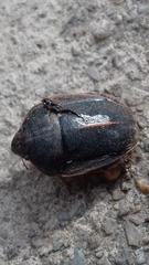 Eurygaster austriaca