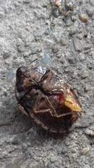 Eurygaster austriaca