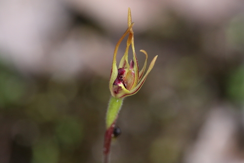 Image of Caladenia ensata by (c) Hugo Innes, some rights reserved (CC BY)