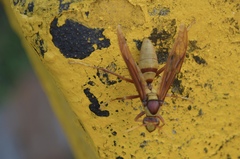 Polistes carnifex carnifex