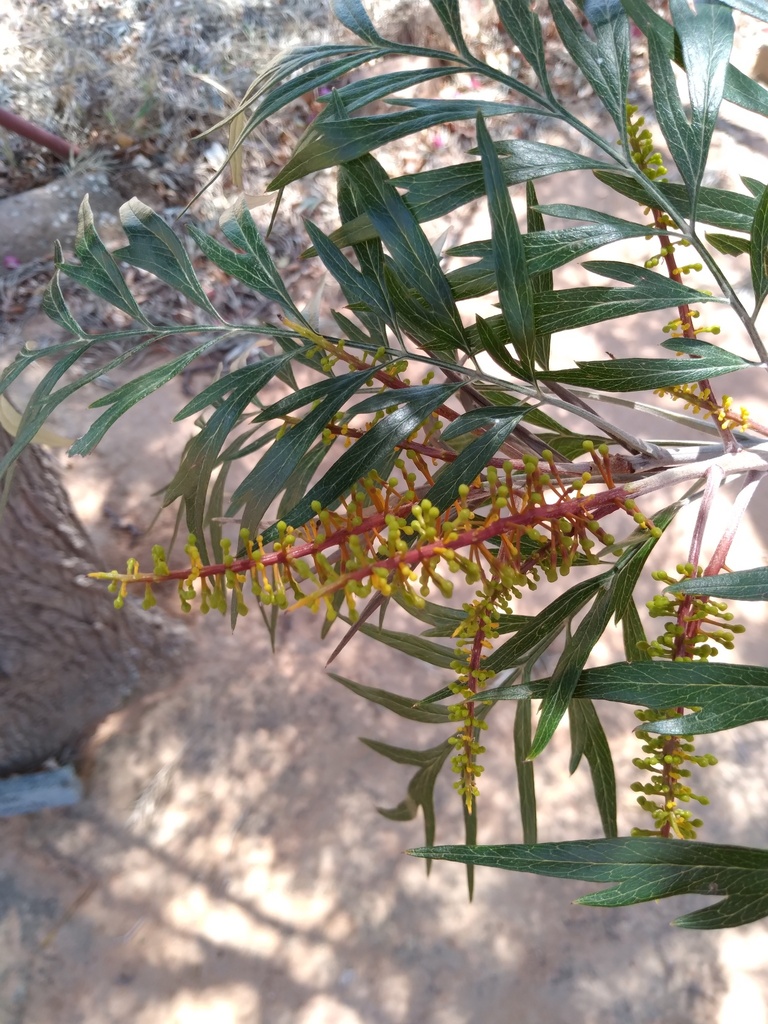 Grevillea toothbrush-shaped flower detail