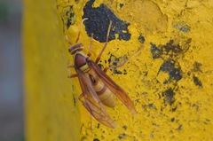 Polistes carnifex carnifex