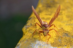 Polistes carnifex carnifex