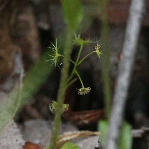 Drosera modesta (Drosera modesta)