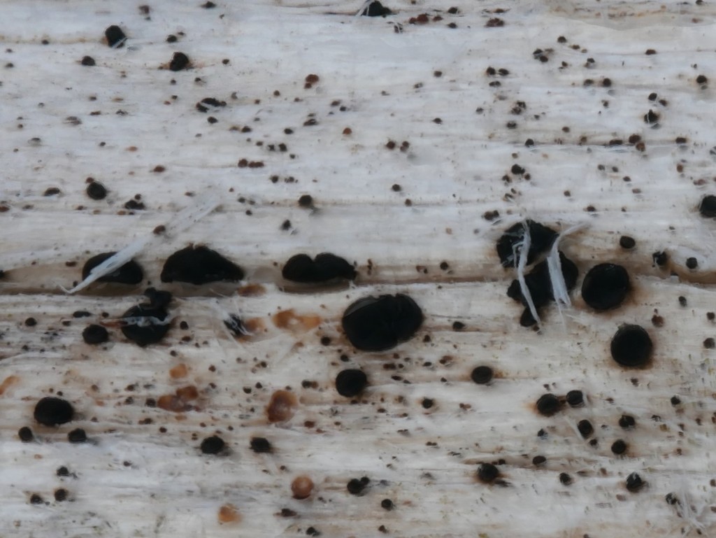 Durella atrocyanea