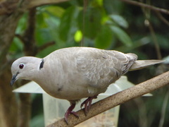 Streptopelia decaocto